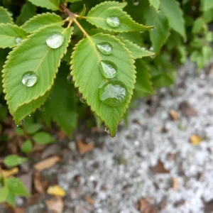 Columbia Weather Update: Rain Showers in the Morning, Frosty Nights Ahead